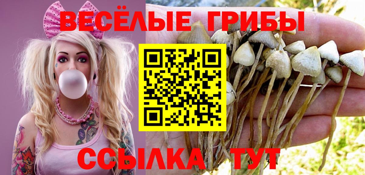 купить  сайты  Вход с VPN  Таганрог  Галлюциногенные грибы Psilocybe 
